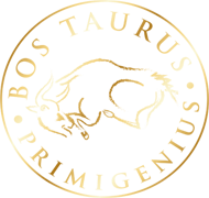 Bos Taurus Primigenius