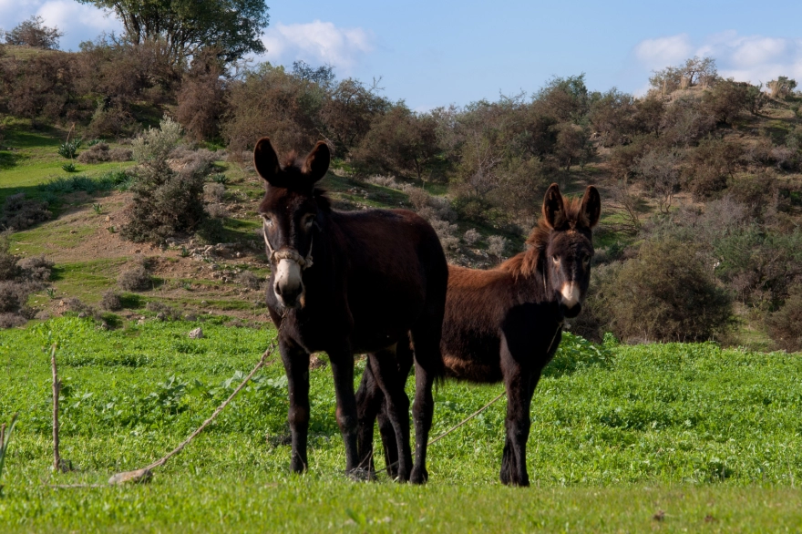 4. Ruta por los Arribes del Duero a lomos de burros lanudos. Domingo mañana.