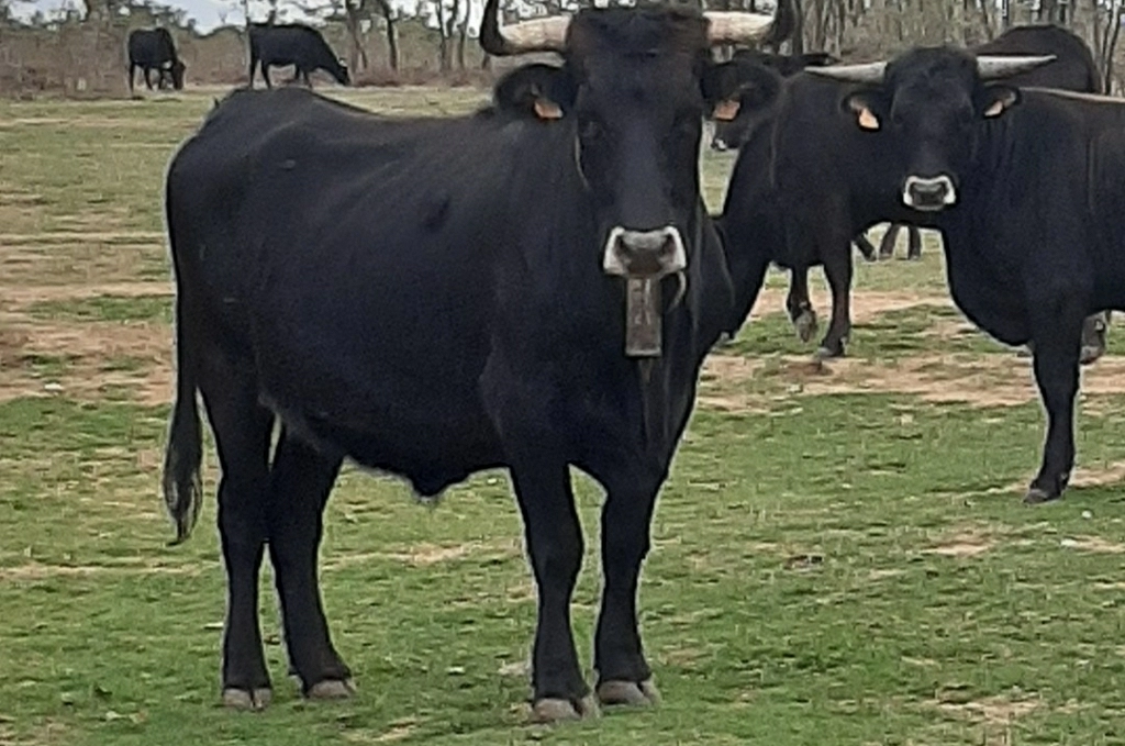 La singularidad de este animal