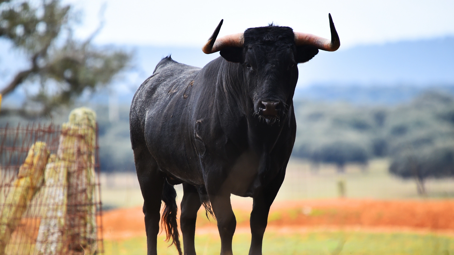 1. Visita al centro de cría y fomento de Bos Taurus. Sabado mañana.