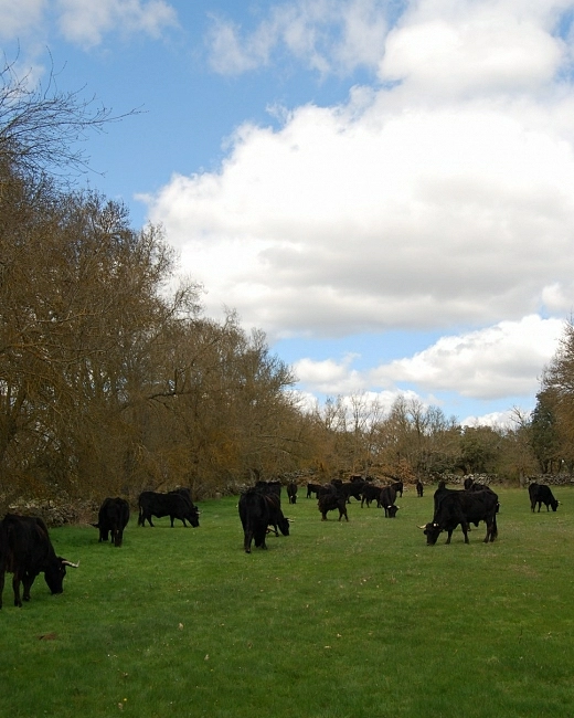 Contacta con <br> Bos Taurus Primigenius