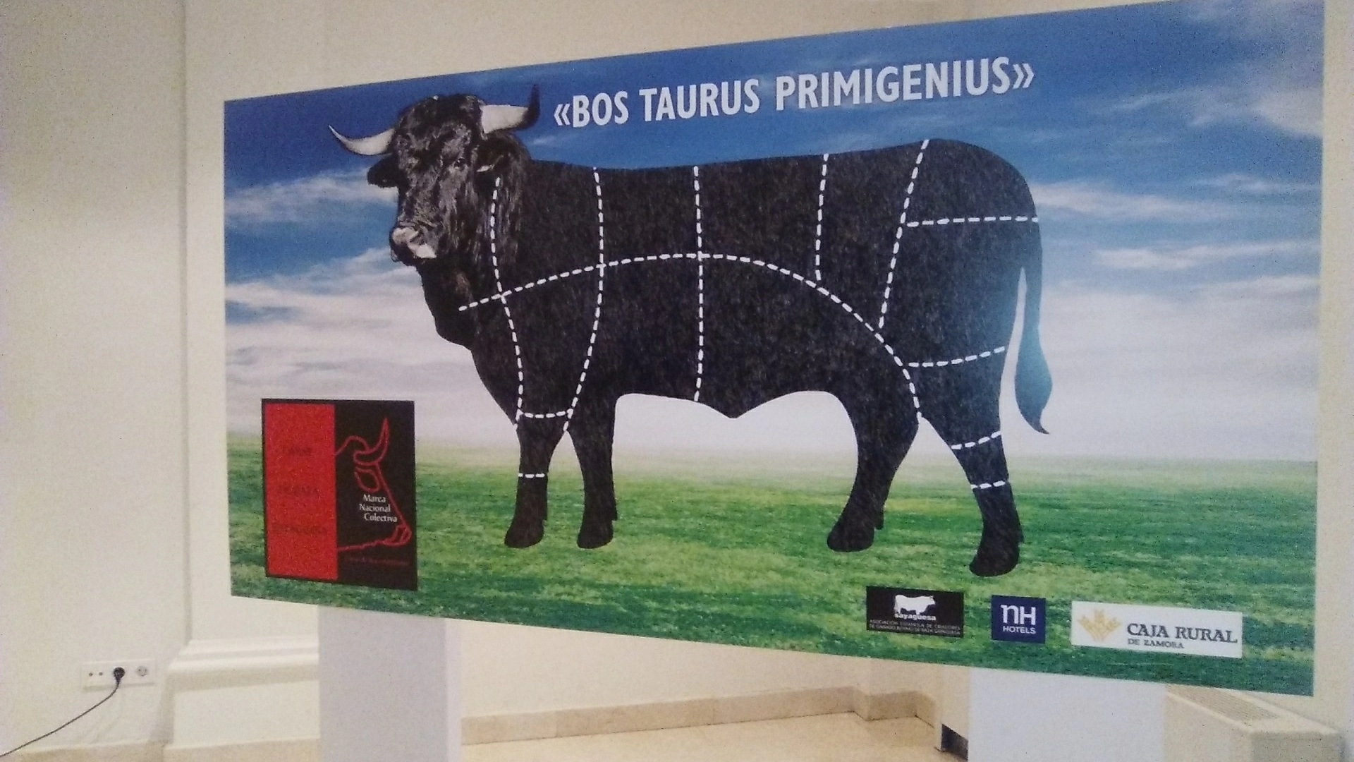 “Bos Taurus Primigenius”, la excelencia de la carne sayaguesa