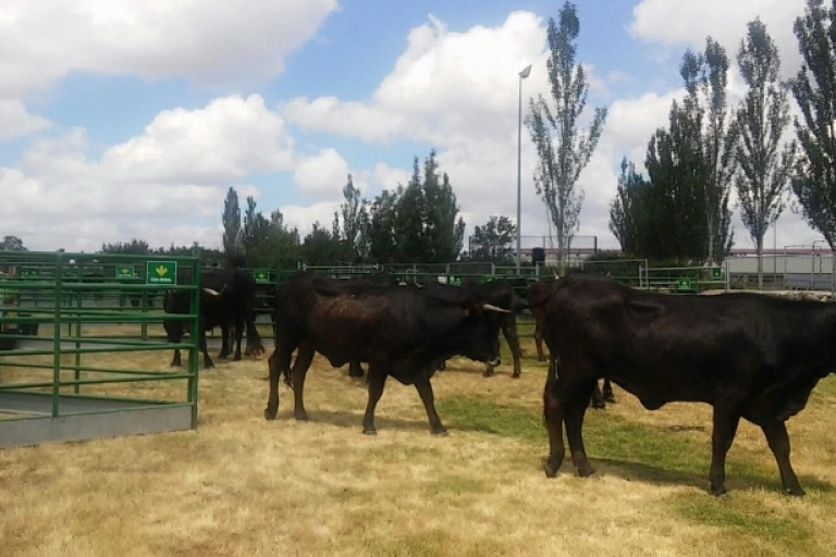 La vaca sayaguesa recupera su esplendor en la localidad zamorana de Bermillo de Sayago