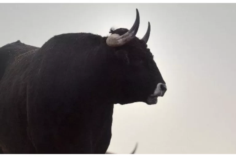 El descendiente directo del uro que casi se extingue y se ha convertido en «el jabugo» de la carne vacuna