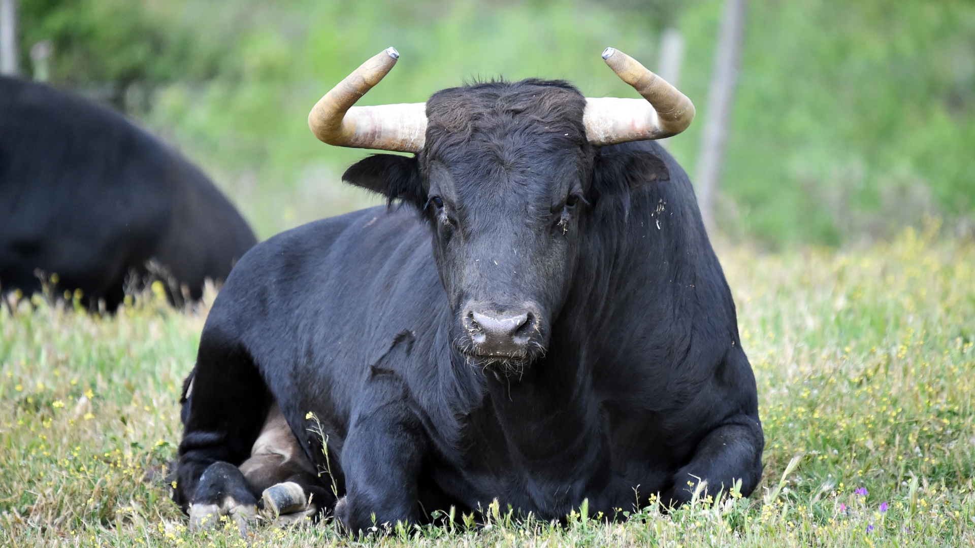 La Asociación de Criadores de Raza Sayaguesa podría contar en Zamora con un centro de referencia del Buey-Uro